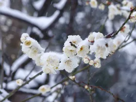 White plum blossoms covered in snow at Koishikawa Korakuen Garden
